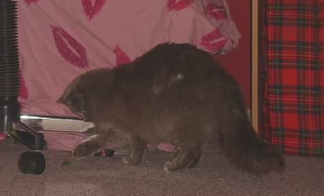 Blanding af racer Pjevs billede 4