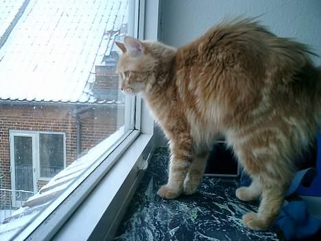 Maine Coon Oliver billede 6