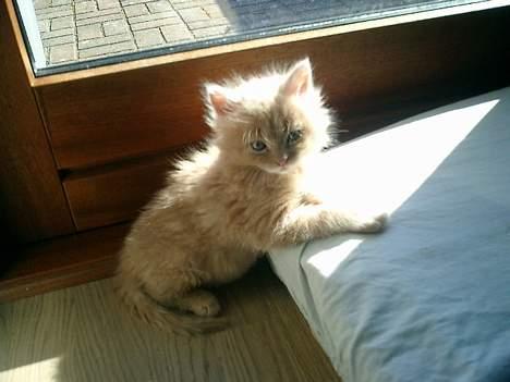 Maine Coon Oliver billede 7