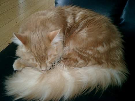 Maine Coon Oliver billede 8