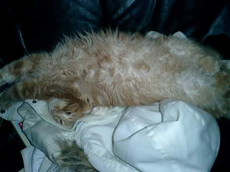 Maine Coon Oliver billede 9