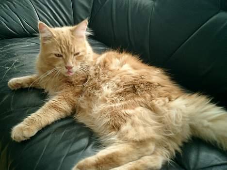 Maine Coon Oliver billede 10