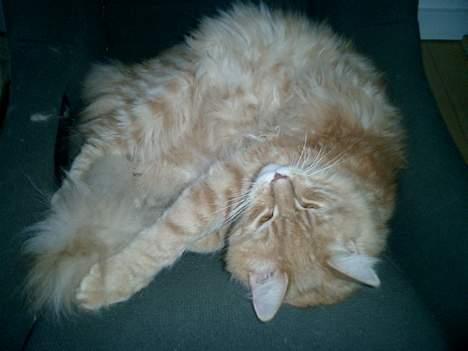 Maine Coon Romeo billede 6