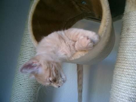 Maine Coon Romeo billede 7