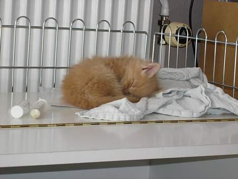 Maine Coon Romeo billede 8