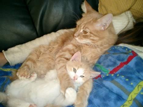 Maine Coon Romeo billede 9