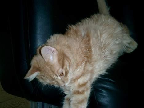 Maine Coon Romeo billede 10