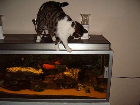 Blanding af racer Minnie - jeg skal nok for ram på jer en dag....=) billede 6