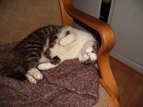 Blanding af racer Minnie - halløjsa.............. :) billede 7