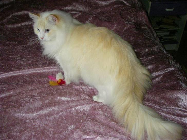 Ragdoll Zephyros - Zephyros min smukke dreng! billede 1