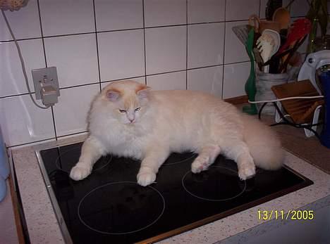 Ragdoll Zephyros - Idé til middagsret! billede 2