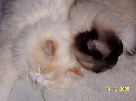 Ragdoll Zephyros - Zephyros og Honey sødt sovende! billede 3