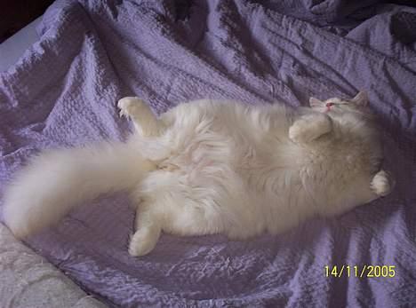 Ragdoll Zephyros - En meget afslappet Zephyros! billede 4