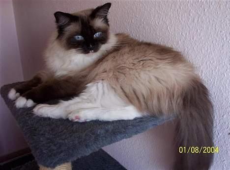Ragdoll Honey - Honey hygger sig, min første ragdoll og øjesten! billede 1