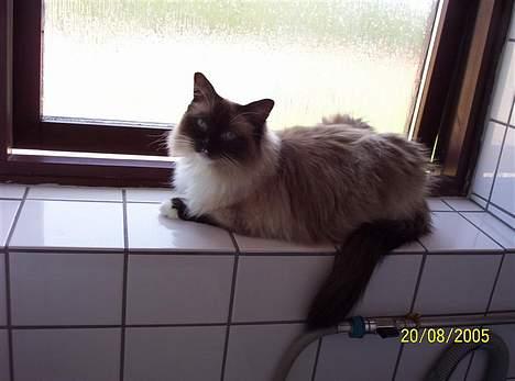 Ragdoll Honey - Honey i vinduet. billede 2