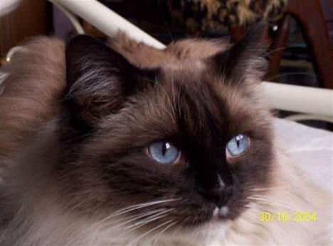 Ragdoll Honey - Se Honey´s lille, hvide "overskæg"! billede 3