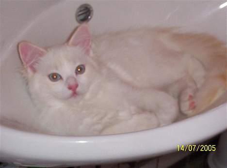 Ragdoll Zephyros - Killing Zephyros i håndvasken. billede 5