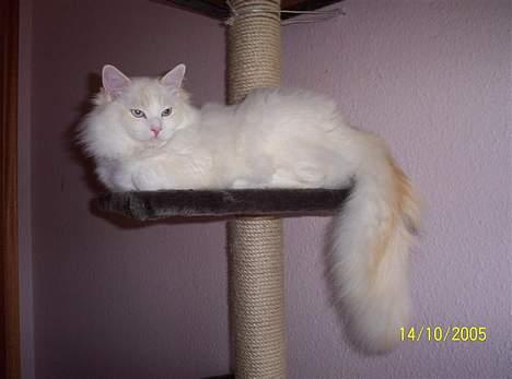 Ragdoll Zephyros - Zephyros i kattemiljøet! billede 6