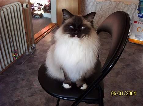 Ragdoll Honey - Man kan vel nøjes med køkkenstolen! billede 5