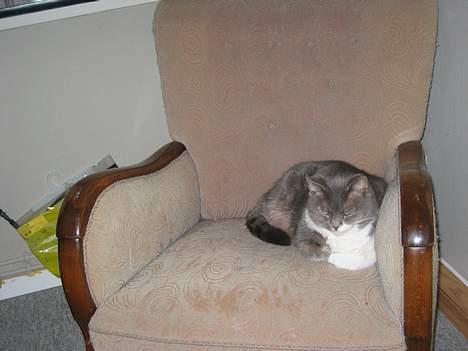 Blanding af racer karoline - Hun ligger i min stol billede 1