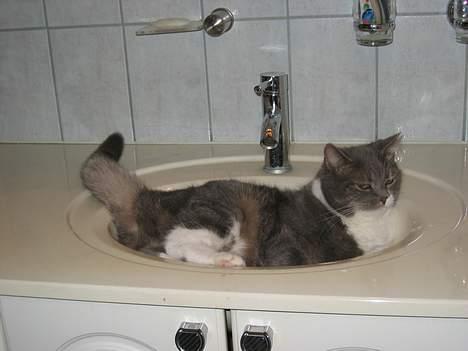 Blanding af racer karoline - Hun ligger i håndvasken billede 2