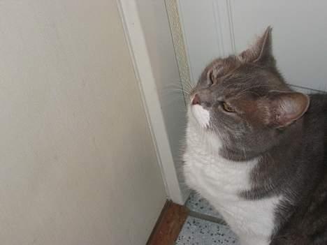 Blanding af racer karoline - vil ud billede 4