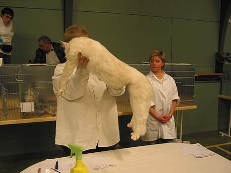 Maine Coon GIC Bright Star billede 8