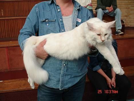 Maine Coon GIC Bright Star billede 9