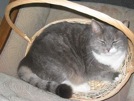 Blanding af racer karoline - Hun ligger i en kurv................. billede 5