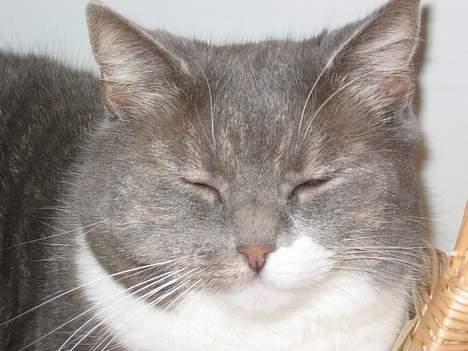 Blanding af racer karoline - HER KIGGER HUN PÅ MIG...... billede 6