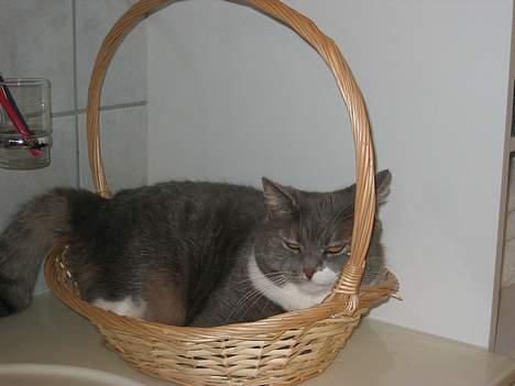 Blanding af racer karoline - ligger i en kurv På badeværlset......... billede 7