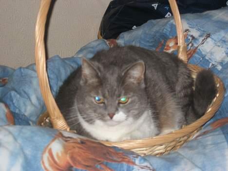 Blanding af racer karoline - HER ligger hun i en kurv på mit værelse................... billede 8