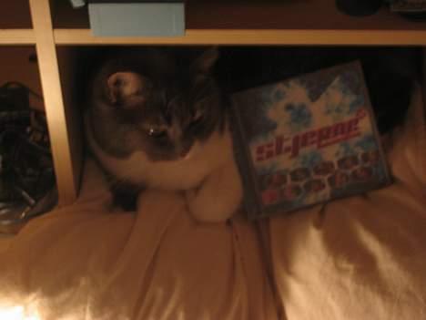 Blanding af racer karoline - Hun ligger i min reol med en cd som hedder stjerne for en aften billede 9