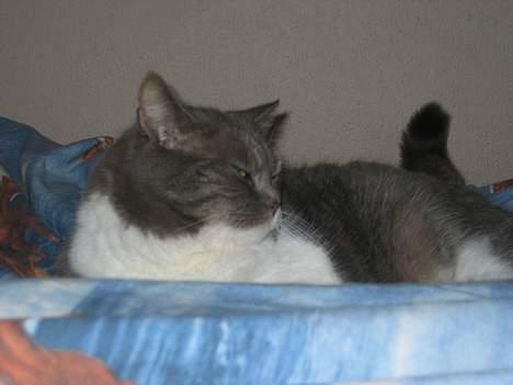 Blanding af racer karoline - Ligger i min seng................... billede 10