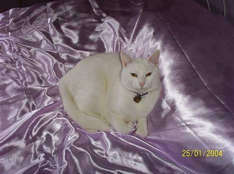 Blanding af racer Zamir Moonlight - Zamir i lilla satin! billede 1