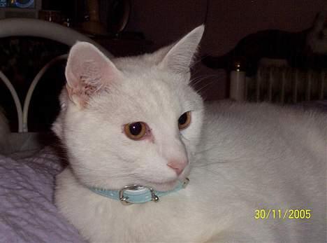 Blanding af racer Zamir Moonlight - Zamir i sengen! billede 2