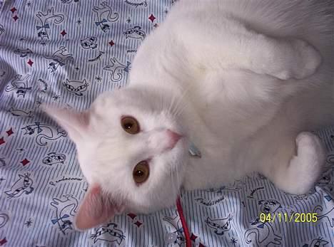 Blanding af racer Zamir Moonlight - Zamir som charmetrold! billede 3