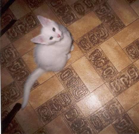 Blanding af racer Zamir Moonlight - Zamir 12 uger gammel. billede 4