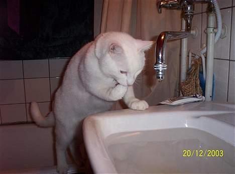 Blanding af racer Zamir Moonlight - Zamir´s "vandskål"! billede 5