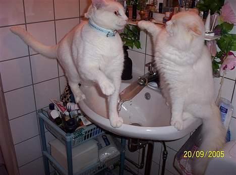 Blanding af racer Zamir Moonlight - Zamir og Zephyros slås om "hjemmebaren"! billede 6