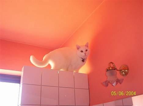 Blanding af racer Zamir Moonlight - Her kan Zamir være i fred! billede 7