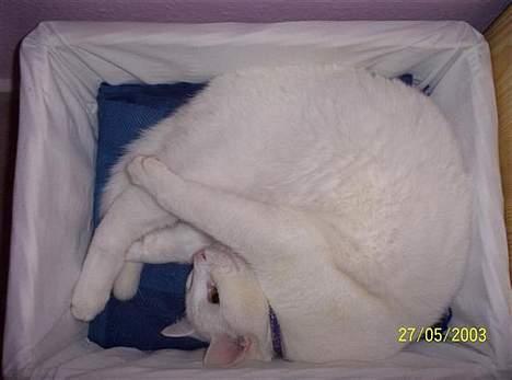 Blanding af racer Zamir Moonlight - Stor Zamir i lille kurv! billede 8