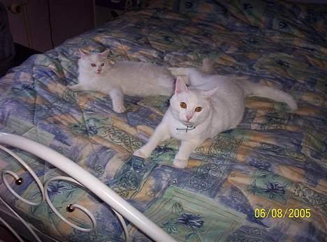 Blanding af racer Zamir Moonlight - Zamir og "baby" Zephyros! billede 9