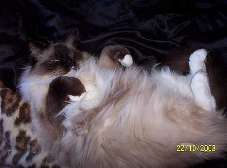 Ragdoll Honey - En lådden Honey-mavse! billede 7