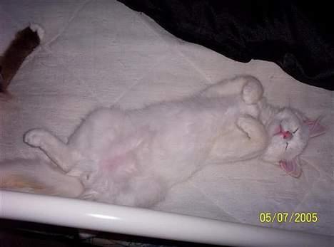 Ragdoll Zephyros - Sødt sovende dreng! billede 7