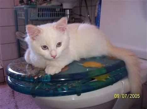 Ragdoll Zephyros - Alt på et bræt! billede 8