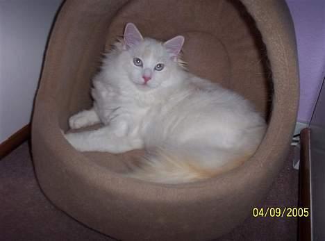 Ragdoll Zephyros - Zephyros i kattehulen! billede 9
