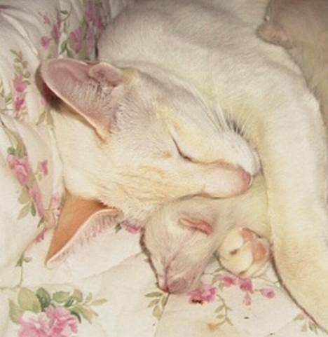 Siameser Kulle  - kulle med sin mor da hun var meget lille billede 6