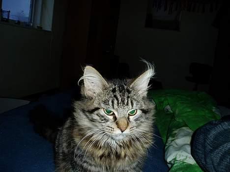 Maine Coon Bailey - Bailey d. 3 Januar 2006 billede 4