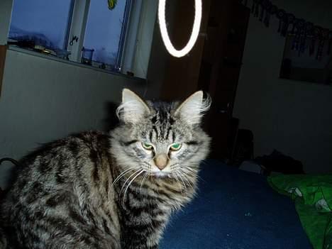 Maine Coon Bailey - Bailey leger lige med Kamera snoren.. billede 5